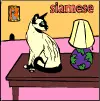 siamese