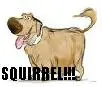 Squirrel!!!