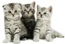 3kittens