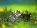 2friends