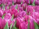 pink flowers