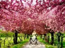 Love is just a short walk away