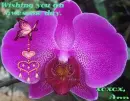 wishing you an awesome day ann