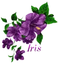 Iris