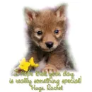 wolf cub with hugs Rachel