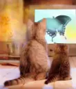 Two
