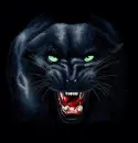 panter attack