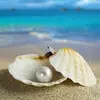 SEA SHELL