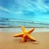 STAR FISH