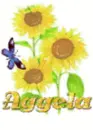 aggela sun  flower