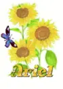 ariel sun flower