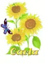 carla sun flower