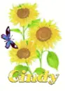 cindy sun flower