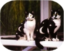 paintedcats
