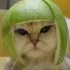funny cat