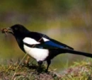 magpie