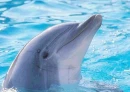 dolphins
