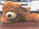 teddy