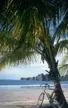 Bike and Palm Tree