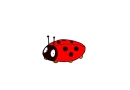 Ladybug