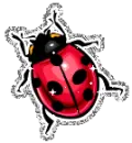 Ladybug