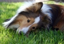 Sheltie