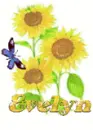 evelyn sun flower