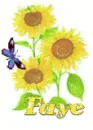 faye sun flower