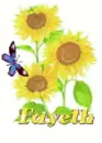fayeth sun flower