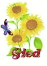 gied sun flower