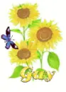 guy sun flower