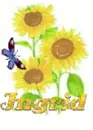 ingrid sun flower.
