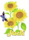judi sun flower