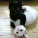 Kittens