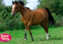 a sexy horse
