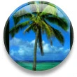 PALM TREE