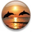 DOLPHINS