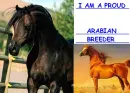Arabian Breeder