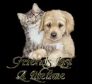 Cat and dog
