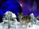 wolf