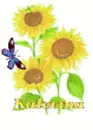katerina sun flower