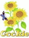 cookie sun flower