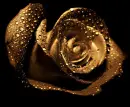 goldel rose