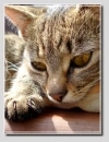 sweet cat 