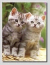 Best friends