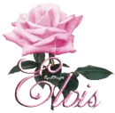 pink rose elvis