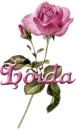 pink rose loida