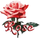 red rose "rose"