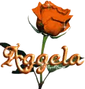 orange rose aggela