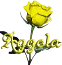 yellow rose aggela